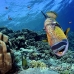 triggerfish_titan_bro_b_ni_h_0565_egy1040.jpg
